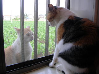 外猫と室内猫